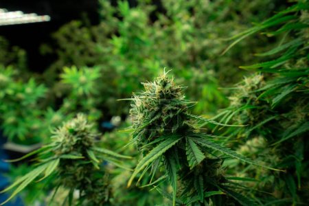 Gros plan d'une plante de cannabis avec un bourgeon, plantes de cannabis légales cultivées dans une installation de culture hydroponique intérieure à des fins médicinales. Cultiver du chanvre de cannabis gratifiant dans une ferme de bonne qualité.