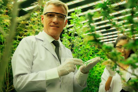Los científicos que investigan el cáñamo de cannabis y las plantas de marihuana en la gratificante granja de plantas de cannabis curativo interior. Plantas de cannabis para medicamentos con fines sanitarios y médicos.