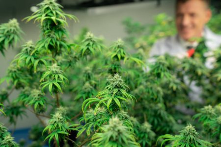 Wissenschaftler sammeln in einer heilenden Hydrofarm mit Gartenschere erfreuliche Cannabispflanzen für medizinische Forschung und Produktion. Cannabis-Konzept für medizinische Zwecke in Anbauanlage.