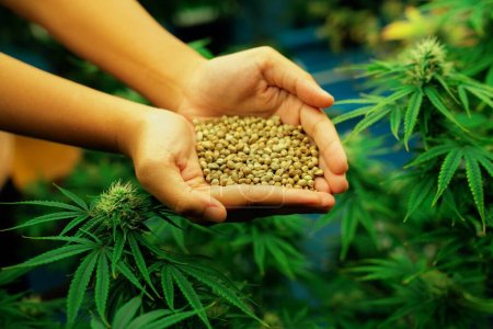 Photo for Closeup top view hands holding a heap of cannabis hemp surrounded by a garden of gratifying green cannabis plants bloomed with buds. Grow facility for medical cannabis farm. - Royalty Free Image