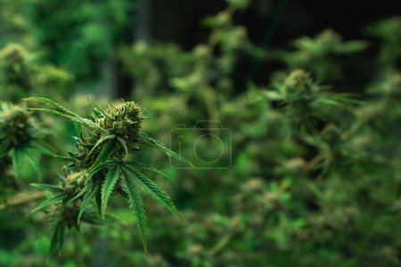 Photo for Closeup of a cannabis plant with a bud, legal cannabis plants grown in an indoor hydroponic grow facility for medicinal purposes. Growing gratifying cannabis hemp in good quality farm. - Royalty Free Image