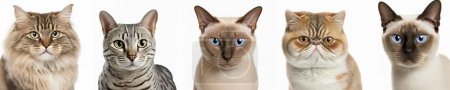 Photo for Cats group studio portrait shot photo set on white background . Various breeds of cat together in row with distance seperate between the cats . - Royalty Free Image