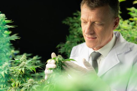 Foto de Un científico masculino inspecciona las hojas gratificantes de la planta de cannabis. Investigador que trabaja en la inspección del cannabis en una granja de cultivo de cannabis para medicamentos con fines médicos. - Imagen libre de derechos
