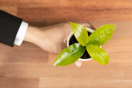Photo for Top view businessman hold young plant for sustainable future on office table. Environmental friendly concept promote clean energy and zero emission. Green business for nature conservation. Alter - Royalty Free Image