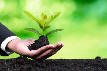 Photo for Businessman hold young seedling on fertile soil for eco forest regeneration. Eco Corporate policy for environmental awareness and sustainable future, saving planet by reducing carbon footprint. Alter - Royalty Free Image