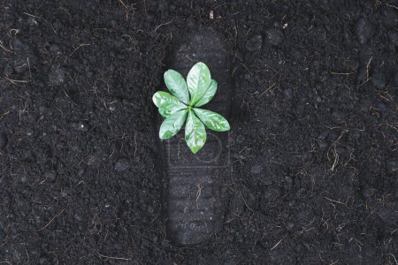 Foto de Vista superior planta de plántulas que crece en el suelo de huella de carbono como concepto de ecología y medio ambiente simboliza la importancia de la conciencia ambiental y el ecosistema sostenible para reducir las emisiones de CO2. Gyre. - Imagen libre de derechos