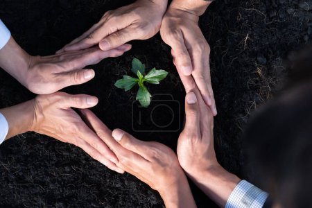 Photo for Top view group of businesspeople grow and nurture plant together on fertilized soil concept of eco company committed to CSR corporate social responsible principle, reducing CO2 emission. Gyre - Royalty Free Image