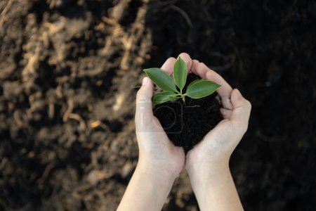 Téléchargez les photos : Cultiver et cultiver des plantes sur des sols fertilisés contribue à la réduction des émissions de CO2 et adhère au principe de gouvernance sociale environnementale ESG pour un avenir durable. Pneumatique - en image libre de droit