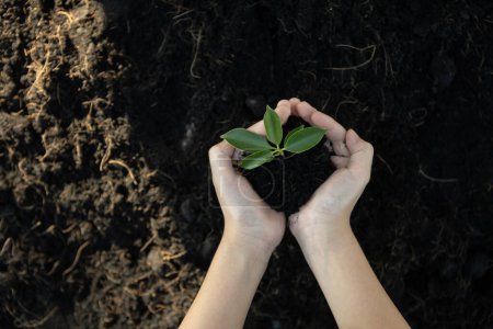 Cultiver et cultiver des plantes sur des sols fertilisés contribue à la réduction des émissions de CO2 et adhère au principe de gouvernance sociale environnementale ESG pour un avenir durable. Pneumatique