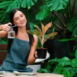 Young female gardener tending and gentle watering to tropical plant in minimalist architectural concrete style summer exotic plant foliage garden, home gardening for environmentalist lifestyle. Blithe