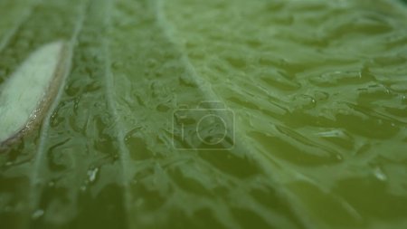 Photo for Macrography, slices of lime are showcased with a black background, creating a striking visual contrast. Each close-up shot captures the texture and vivid green color of the lime slices. Comestible. - Royalty Free Image