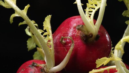 Macrography of radishes steal the spotlight against a bold black background. Each radish is meticulously captured in stunning detail, showcasing its vibrant colors and unique texture. Comestible.