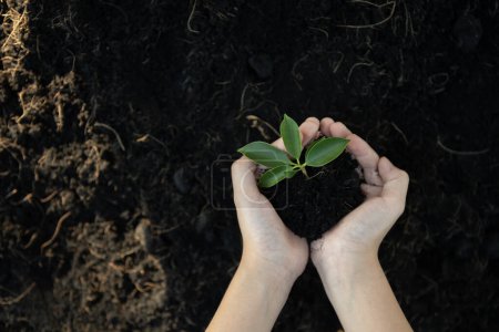 Cultivar y cultivar plantas en suelos fertilizados que contribuyan a la reducción de las emisiones de CO2 y adopten el concepto de gobernanza social ambiental de ESG para un futuro sostenible. Gyre.