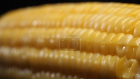 Eine Nahaufnahme von frischem Mais zeigt einen goldgelben Kern vor schwarzem Hintergrund. Dieser pralle und nährstoffreiche Edelstein besticht durch einen glänzenden Glanz, der auf seine süße und buttrige Note hinweist. Komestibel.