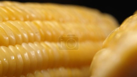 A close up view of fresh corn reveals a golden yellow kernel with against a black background. This plump and nutrient-rich gem boasts a glossy sheen, hinting at its sweet and buttery. Comestible.