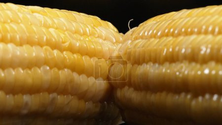 A close up view of fresh corn reveals a golden yellow kernel with against a black background. This plump and nutrient-rich gem boasts a glossy sheen, hinting at its sweet and buttery. Comestible.