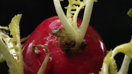 La macrographie des radis vole la vedette sur un fond noir audacieux. Chaque radis est méticuleusement capturé dans les moindres détails, mettant en valeur ses couleurs vives et sa texture unique. Comestible.