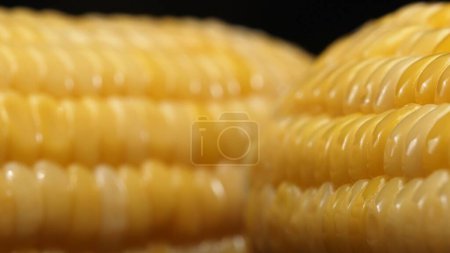 Photo for A close up view of fresh corn reveals a golden yellow kernel with against a black background. This plump and nutrient-rich gem boasts a glossy sheen, hinting at its sweet and buttery. Comestible. - Royalty Free Image