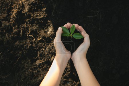 Anbau und Pflege von Pflanzen auf gedüngtem Boden tragen zur Verringerung der CO2-Emissionen bei und umfassen das ESG Environment Social Governance-Prinzip für eine nachhaltige Zukunft. Kreisel