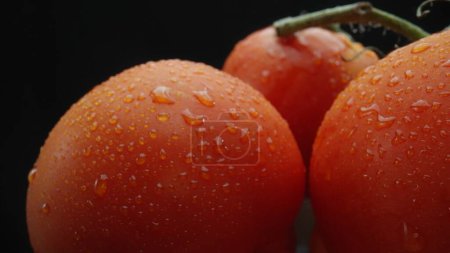 Photo for Macrography, tomatoes nestled within a rustic wooden basket are showcased against a dramatic black background. Each close-up shot captures the rich colors and textures of the tomatoes. Comestible. - Royalty Free Image