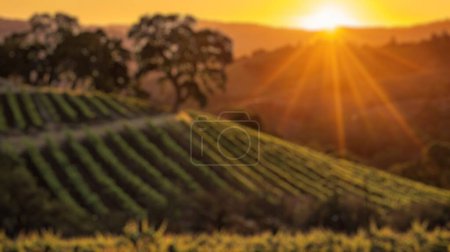 Der verschwommene Hintergrund der Weinberge bei Sonnenuntergang mit lebendigen Weinreben und sanften Hügeln am Abendhimmel. Land- und Landschaftsfotografie. Weinlandkonzept. Entwurf für Reisebroschüre, Plakat. Spate.