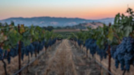 Blur background of fresh golden vineyard at sunset with vine rows and farmhouse in the background. Wine country photography. Harvest and rural beauty concept. Design for wine marketing. Spate.